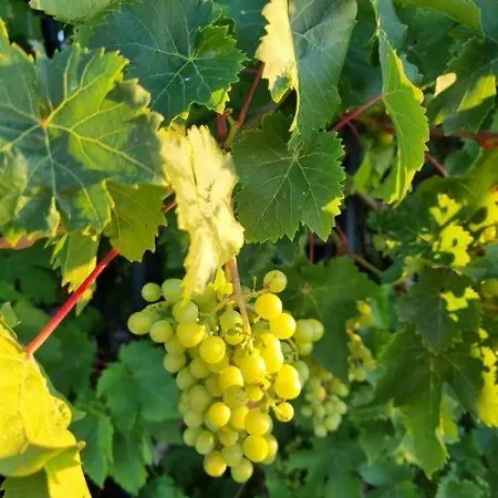 L'effervescent Appartement