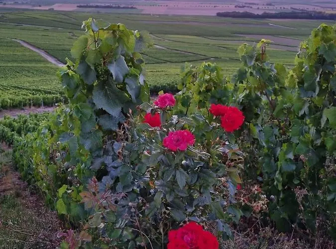 L'effervescent Reims