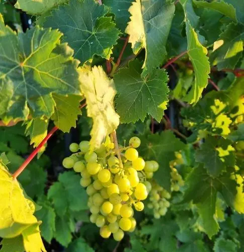 L'effervescent Apartment