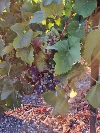 Apartment L'effervescent *